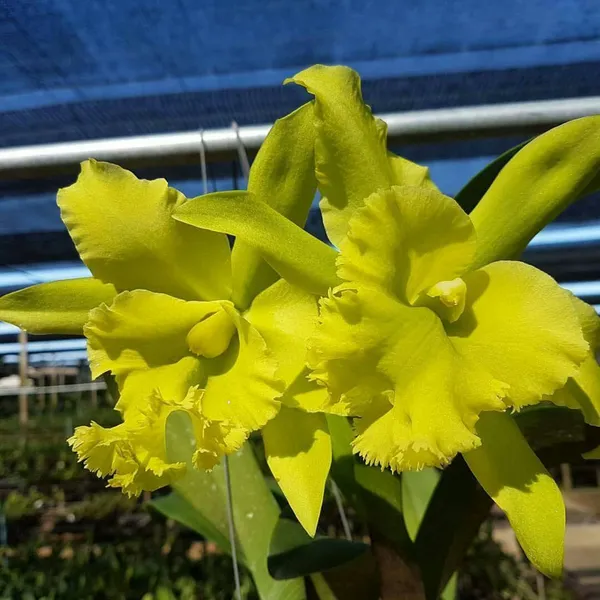 Cattleya_Port_of_Paradise